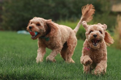 Two brown dogs playing in the grass with a ball