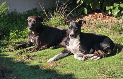 Two big black dogs sunbathing outside in the grass.