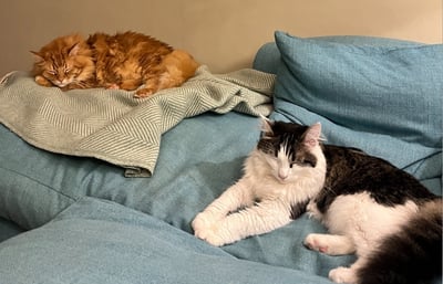 Two cats napping by a gallery art wall.