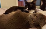 Two cats snuggled up in bed.