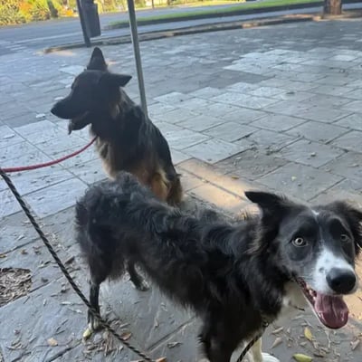 Heidi &&nbsp;Oscar's pet