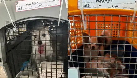 Miss Pearl & Bertie's pet