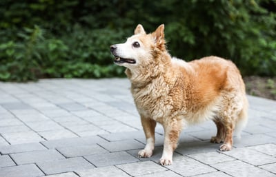 English dog looking up into the sky.