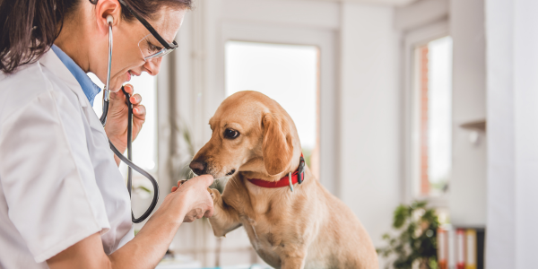 Veterinarian checking a dog's heart.