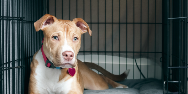 Dog sitting inside of a travel kennel