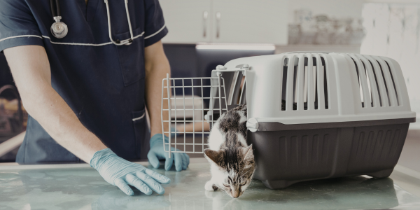 Cat slowly stepping outside of travel kennel at the vet.