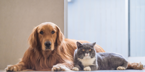 Dog and cat laying together.