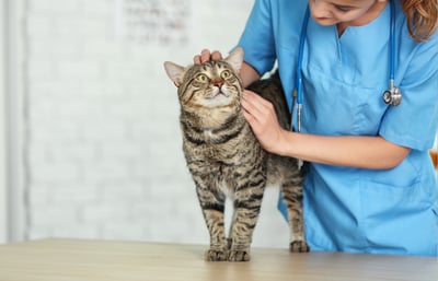 Cat getting inspected by a USDA certified veterinarian in preparation for travel to Australia.