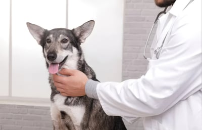 Dog getting a checkup at the vet before travel to Italy per EU entry requirements.
