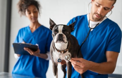 Dog getting a check up at the vet by a USDA accredited veterinarian before travel.
