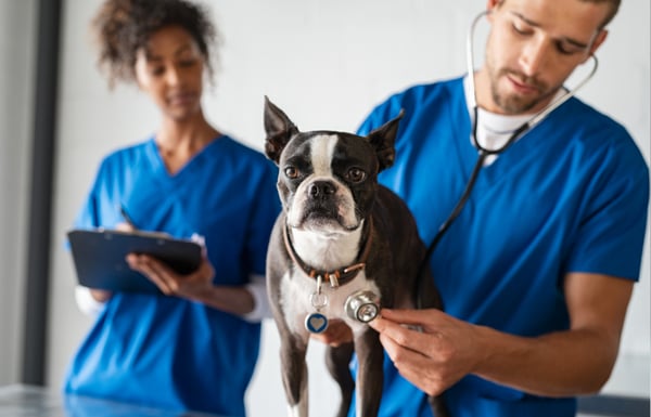 Dog getting a check up at the vet by a USDA accredited veterinarian before travel.