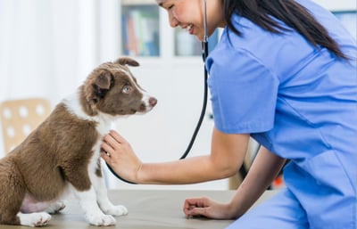Dog getting a health check up with a veterinarian.