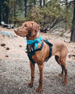 Vizsla dog wearing a harness outside