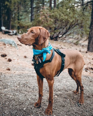 vizsla dog in a harness