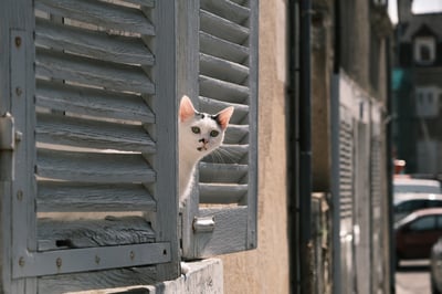 White cat looking out a window