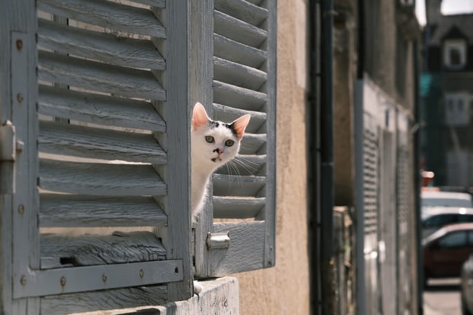 white cat looking out window