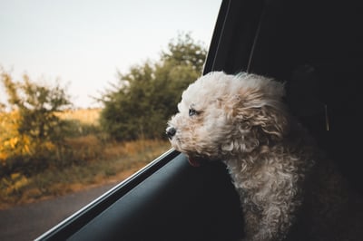 White fluffy dog sticking head out of the car window