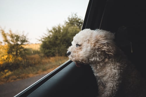 white dog with head out car window