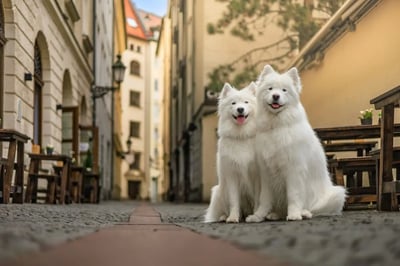 Two white dogs sitting outside in Germany