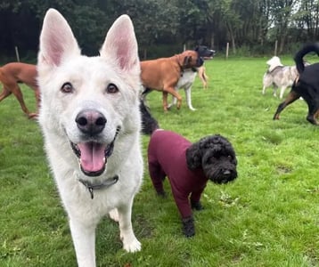 White shepherd dog playing outside with other dogs
