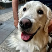 Willow's Trip to Australia's pet