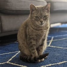 Willow's Trip to the UK's pet