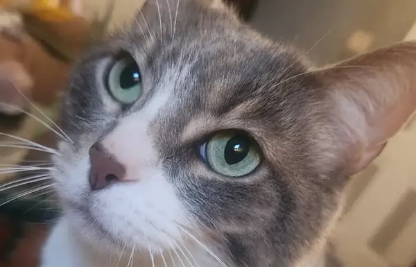 Close up image of a cat with big green eyes.