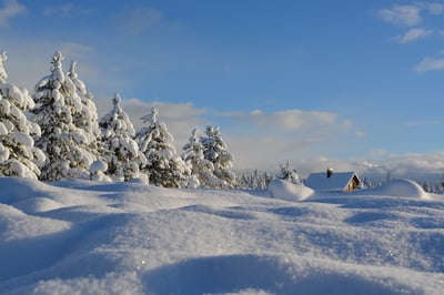 winter landscape