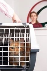 woman-taking-cat-to-vet-in-carrier