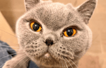 Grey cat with yellow eyes close up.