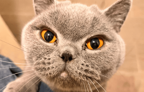 Grey cat with yellow eyes close up.
