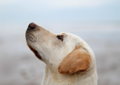 Yellow lab looking up