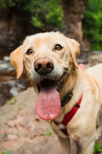 yellow labrador with tongue sticking out