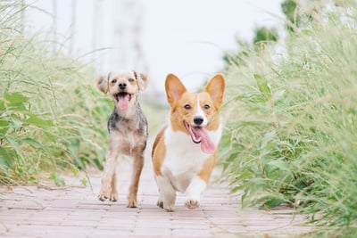 yorkie-and-corgi