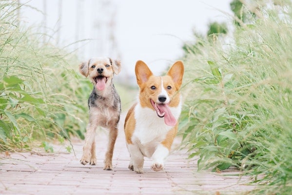 yorkie-corgi