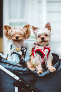two yorkies sitting in a stroller