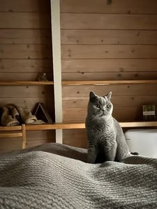 Gray cat sitting on a bed in a cabin
