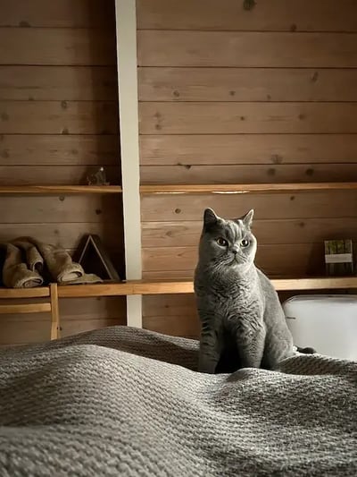 grey cat sitting on a bed in a cabin