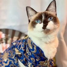 Zelie's Trip to Hong Kong's pet