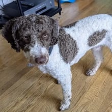 Ziggy & Tilly's Trip to England's pet