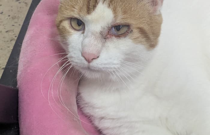 Pet Image