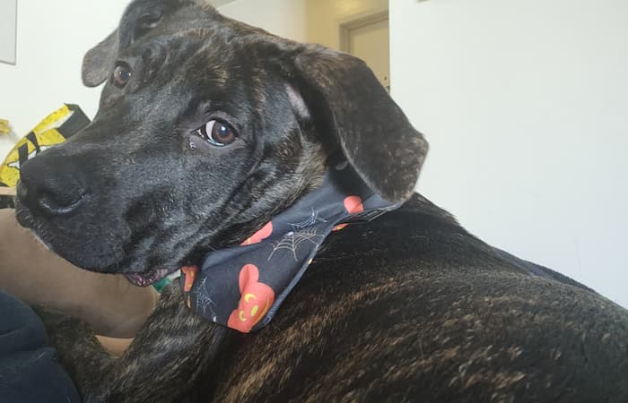 Pet Image