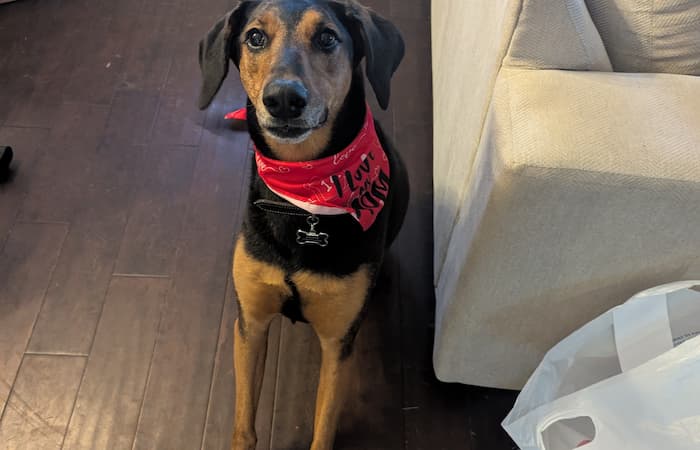 Pet Image