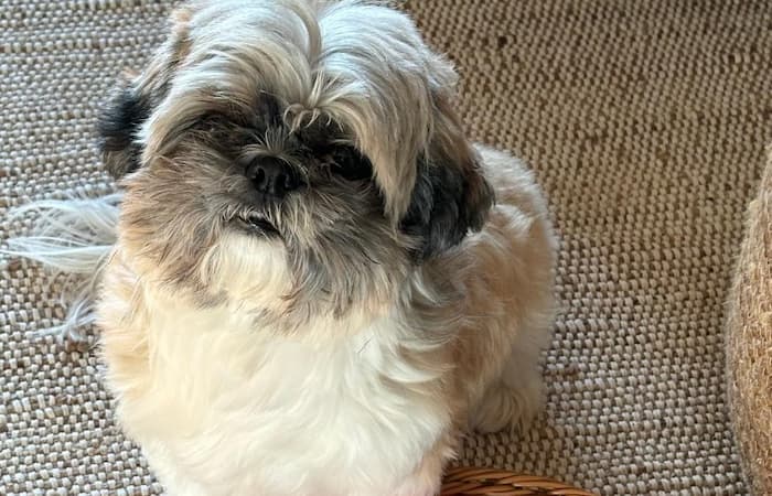 Pet Image