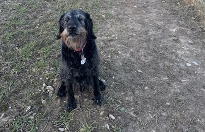 Benji is glad to be home in England
