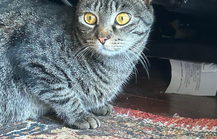 Pet Image