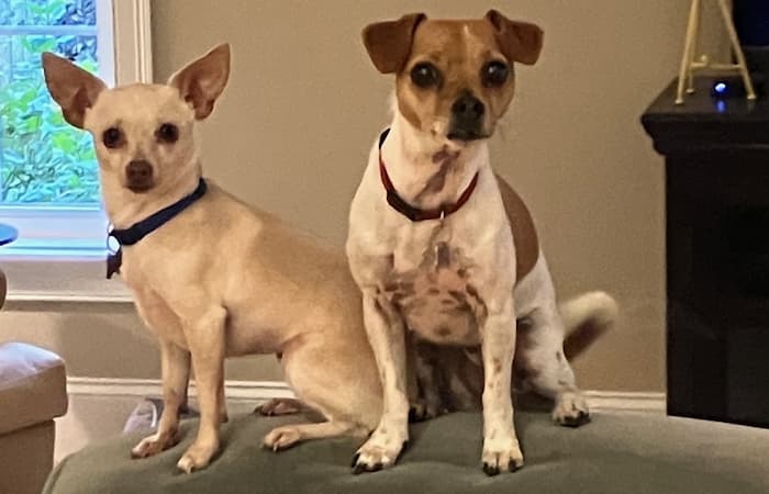 Pet Image