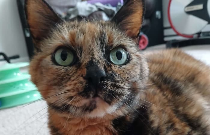 Pet Image