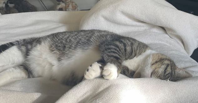 Pet Image