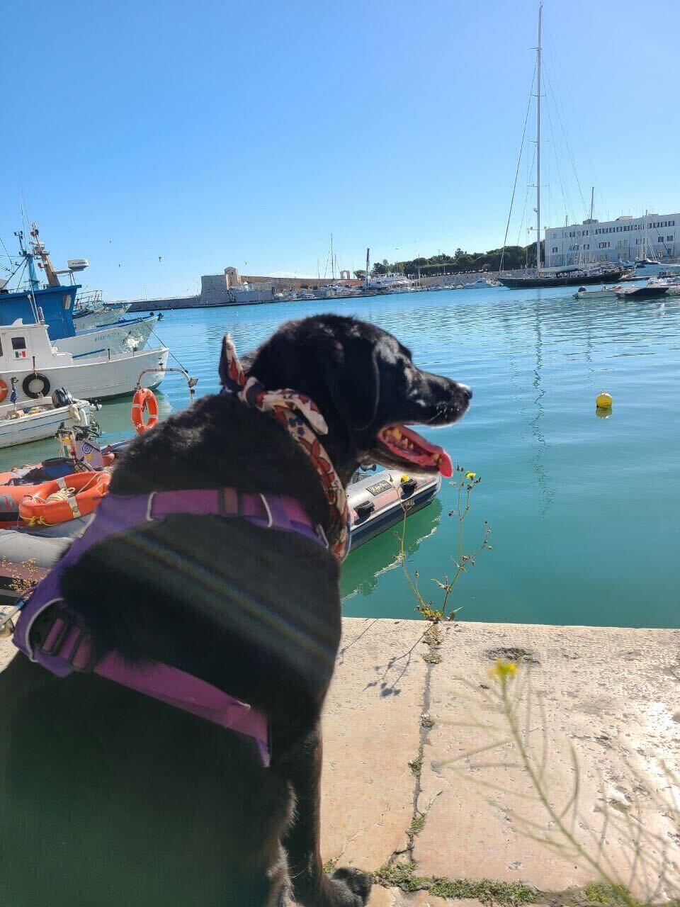 dog-in-italy